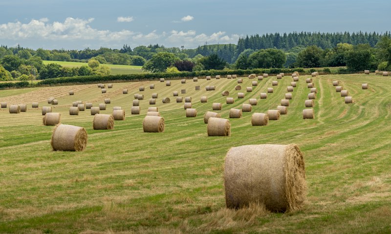 Round hay bales in a green field