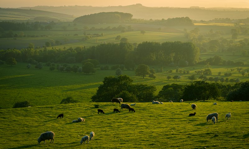 Sheep grazing on rolling green fields